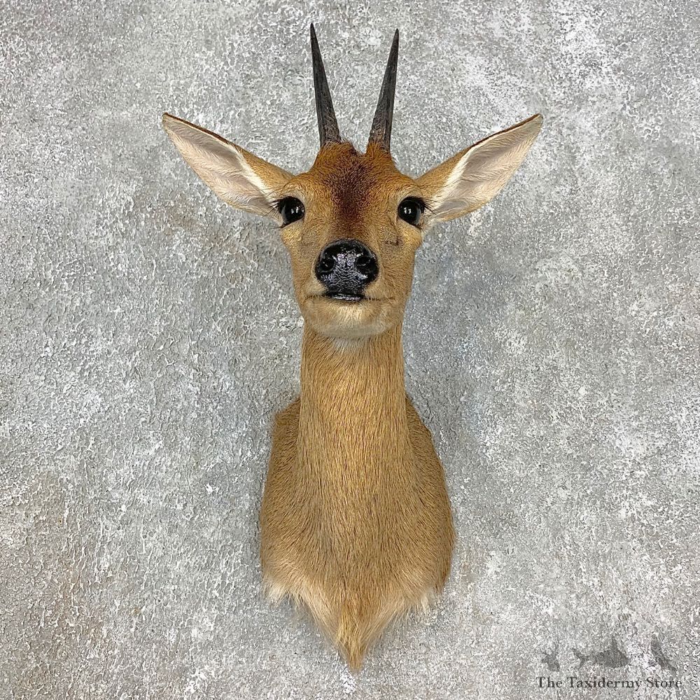 Bush Duiker Shoulder Mount For Sale #21535 @ The Taxidermy Store