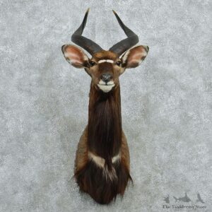 African Nyala Shoulder Taxidermy Mount #12974 For Sale @ The Taxidermy Store