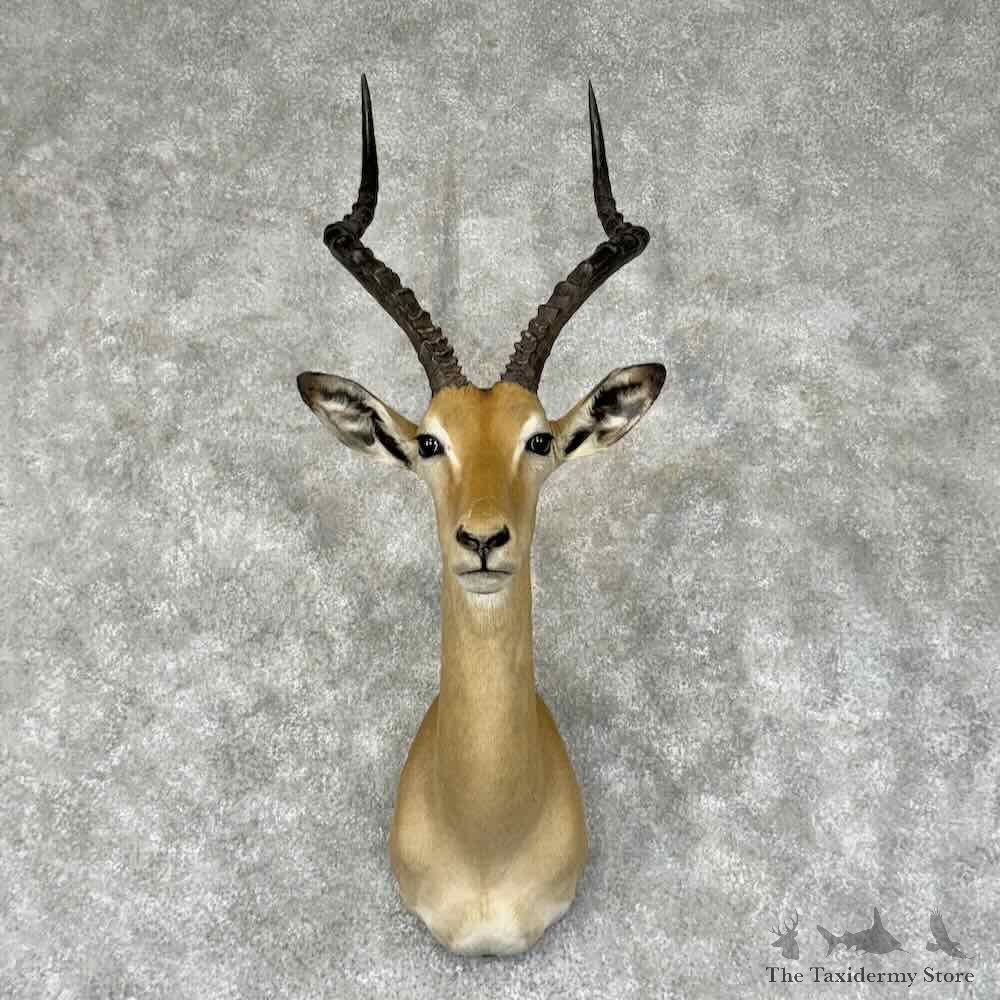 South African Impala Shoulder Mount For Sale #31339 @ The Taxidermy Store