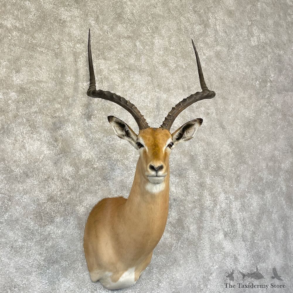 South African Impala Shoulder Mount For Sale #28280 @ The Taxidermy Store
