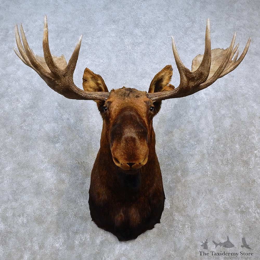 Eastern Canadian Moose Shoulder Mount For Sale #15241 @ The Taxidermy Store