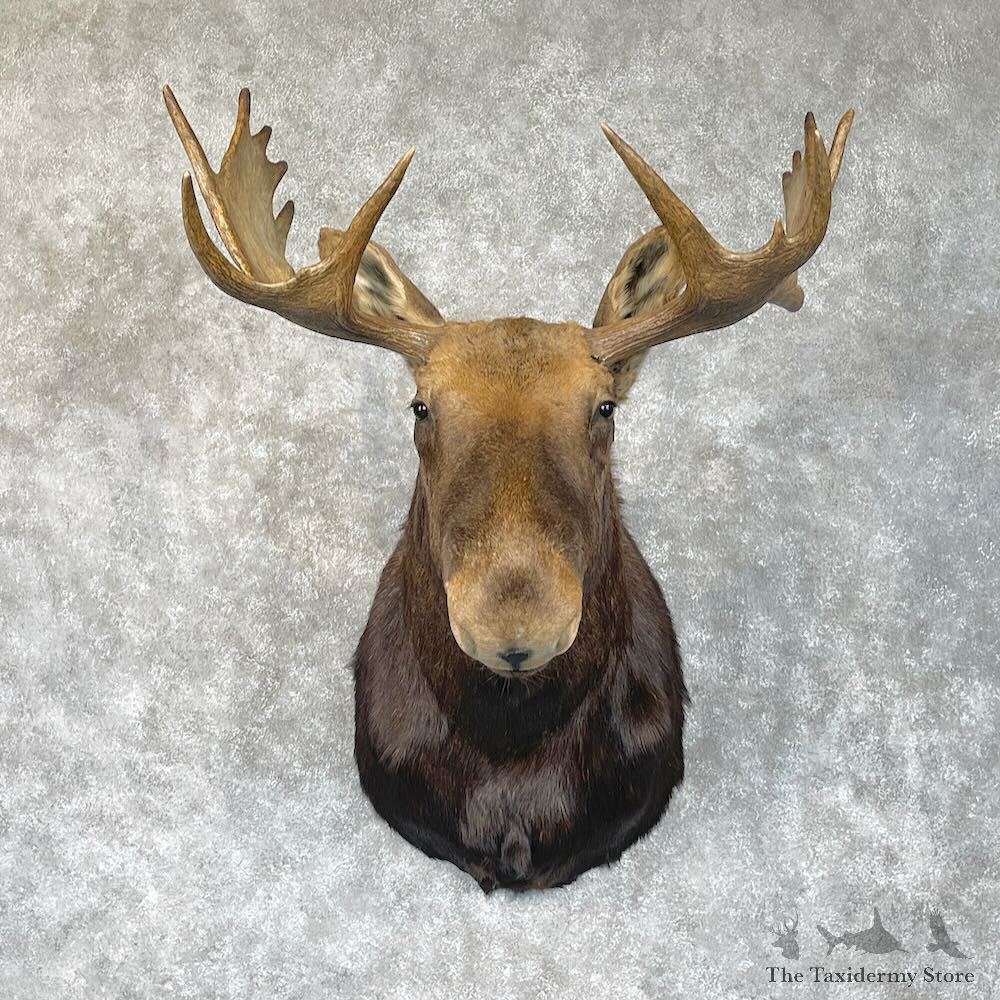 Canadian Moose Shoulder Mount For Sale #28353 @ The Taxidermy Store