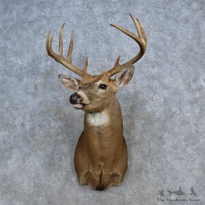 Whitetail Deer Shoulder Mount For Sale #15616 @ The Taxidermy Store