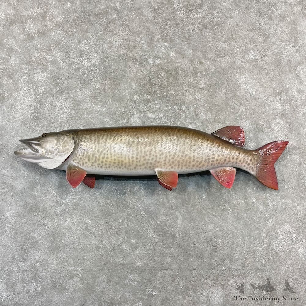 Reproduction Muskellunge Fish Mount For Sale #27231 @ The Taxidermy Store