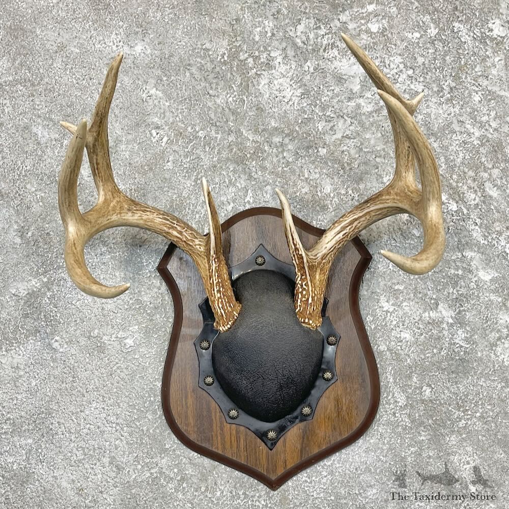 Whitetail Deer Antler Plaque Mount For Sale #27406 @ The Taxidermy Store
