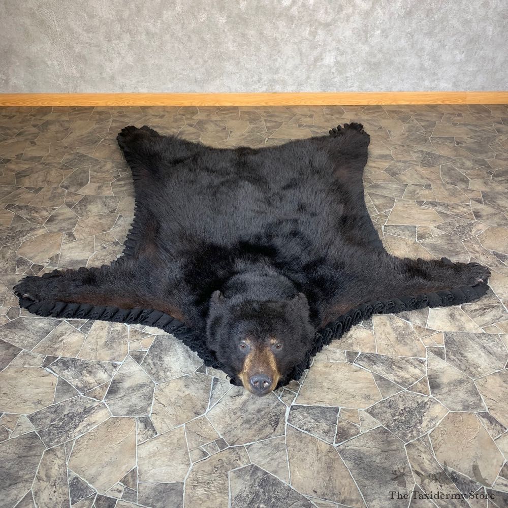 Black Bear Full-Size Rug For Sale #21958 @ The Taxidermy Store