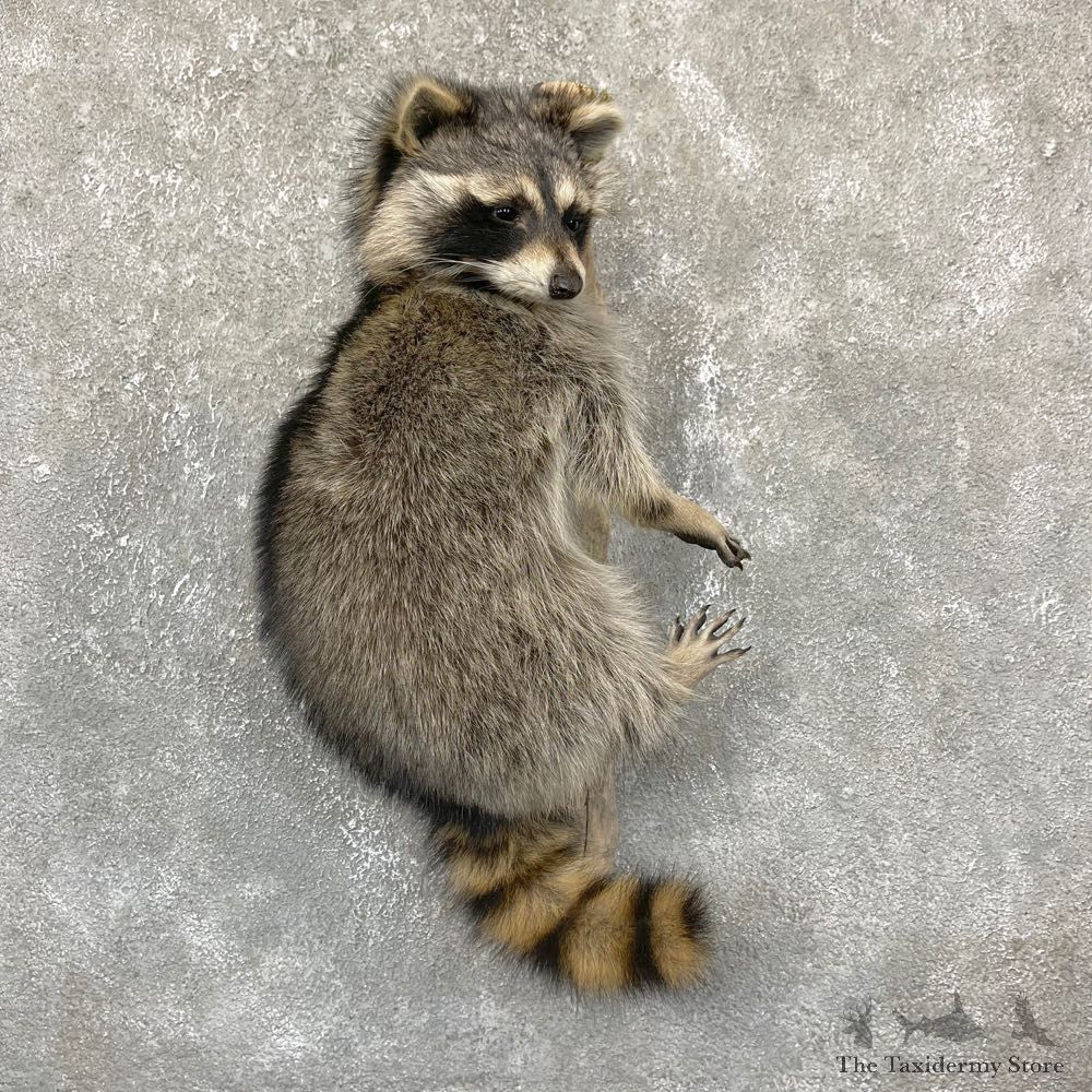 Wall-Hanging Raccoon Mount For Sale #24365 - The Taxidermy Store