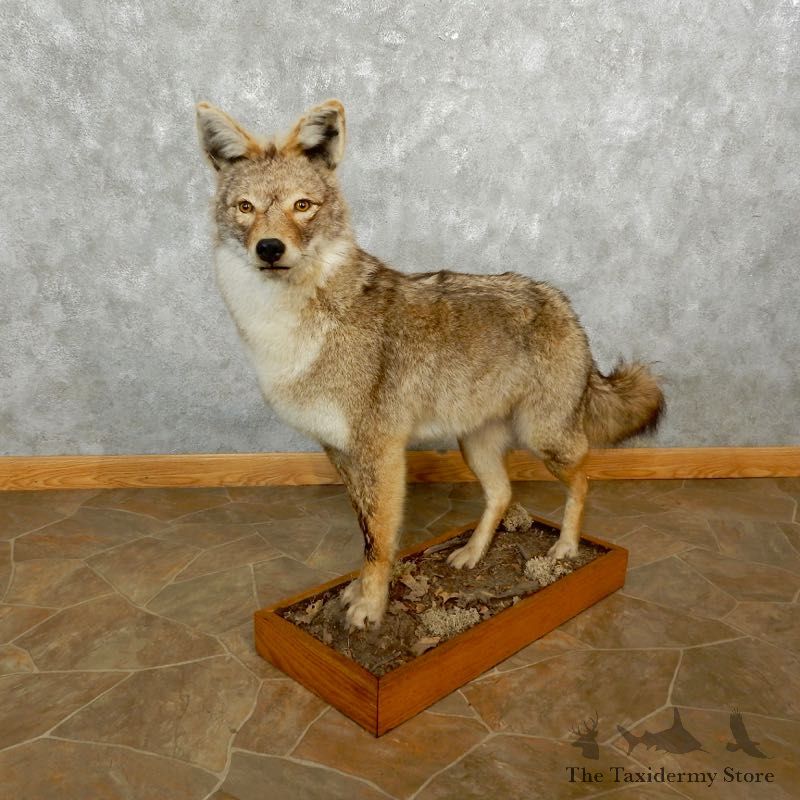 Standing Coyote Life Size Mount #17644 For Sale @ The Taxidermy Store