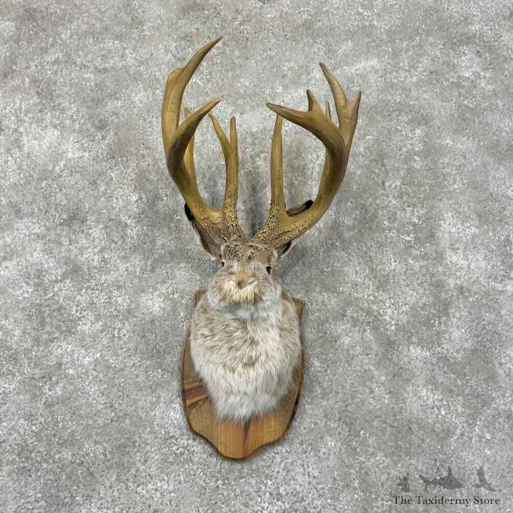 Jackalope Shoulder Mount For Sale #31957 @ The Taxidermy Store