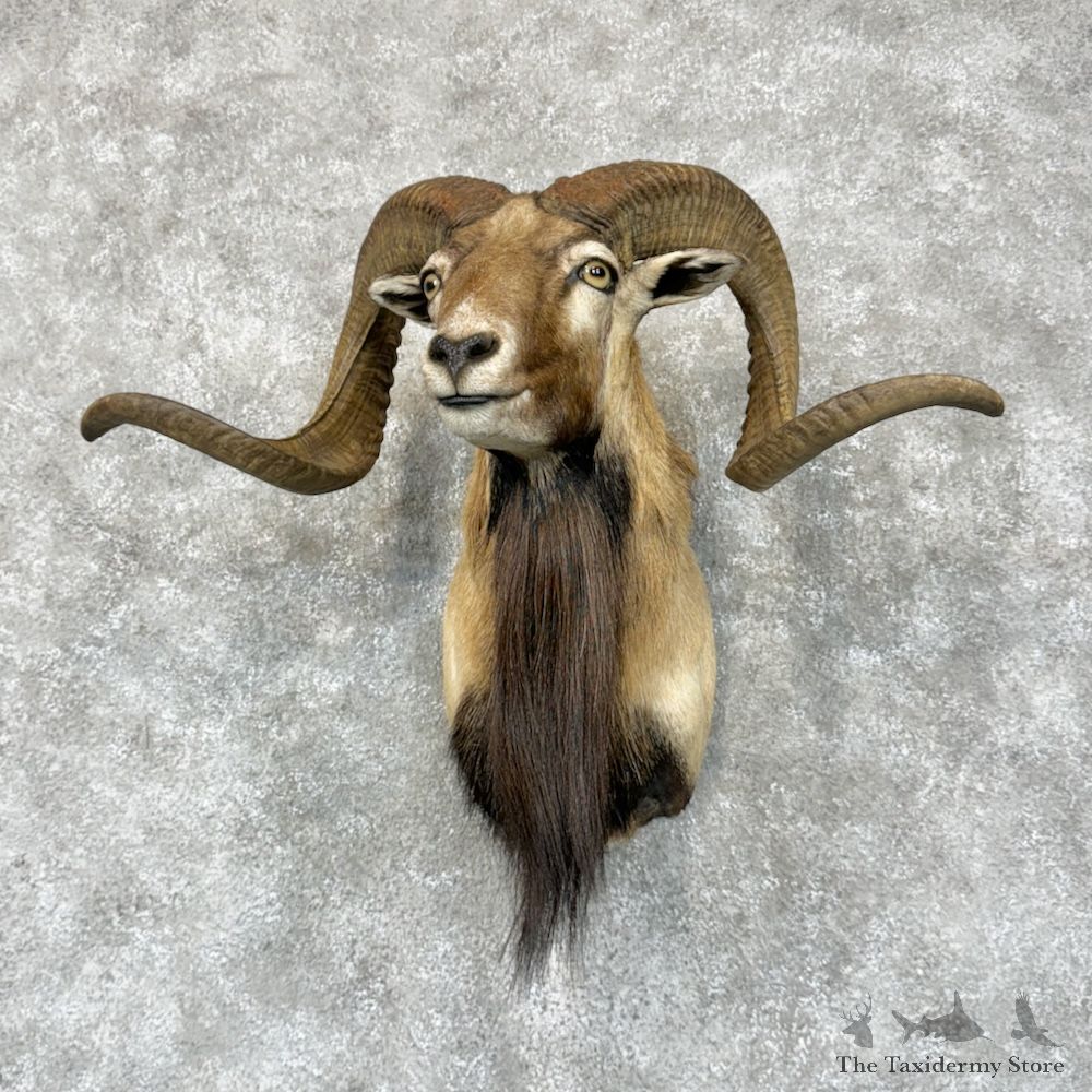 Corsican Ram Shoulder Mount For Sale #29573 @ The Taxidermy Store