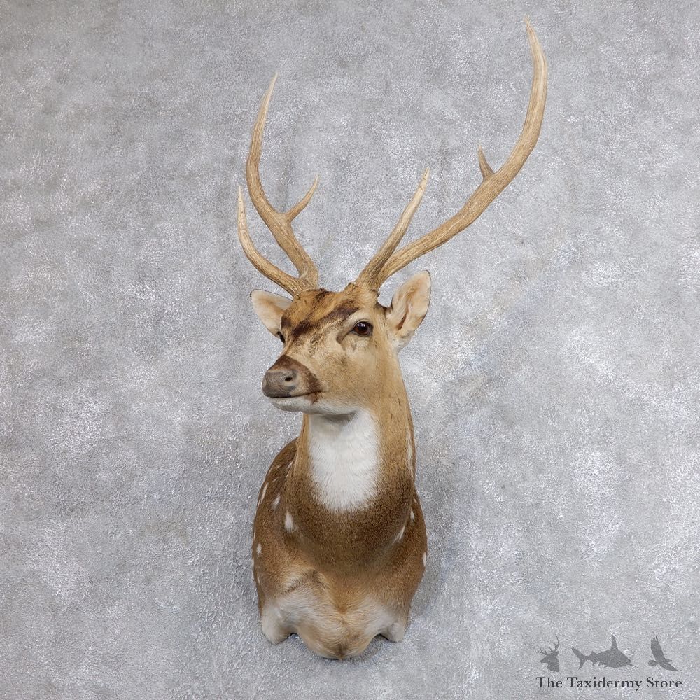 Axis Deer Shoulder Mount For Sale #18607 @ The Taxidermy Store