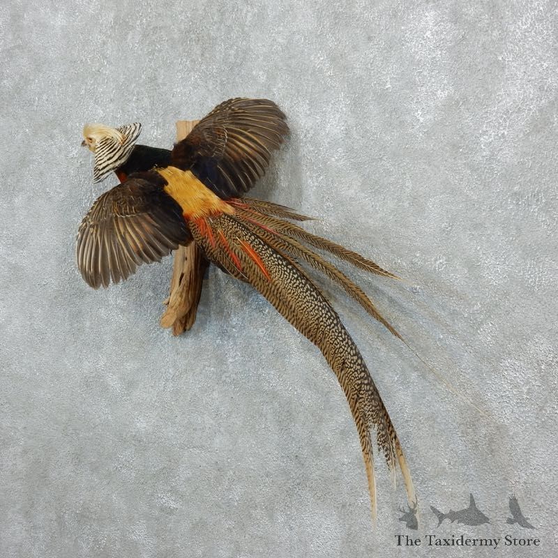 Flying Lady Amherst Golden Pheasant Taxidermy #18250 For Sale @ The Taxidermy Store