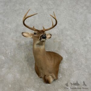 Whitetail Deer Shoulder Mount For Sale #17331 @ The Taxidermy Store
