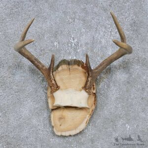 Whitetail Deer Antler Plaque Mount For Sale #14745 @ The Taxidermy Store