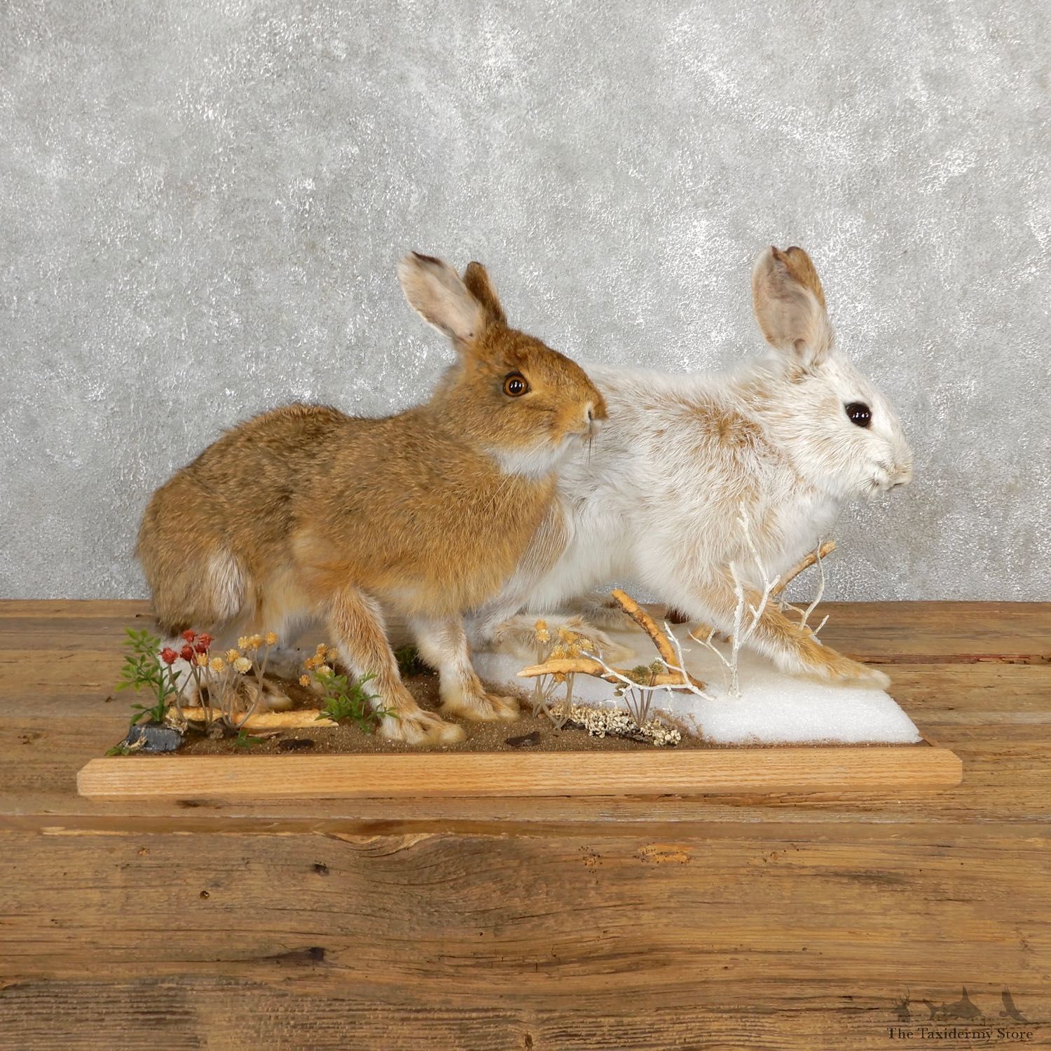 Snowshoe Hare Rabbit Mount #19704 For Sale @ The Taxidermy Store