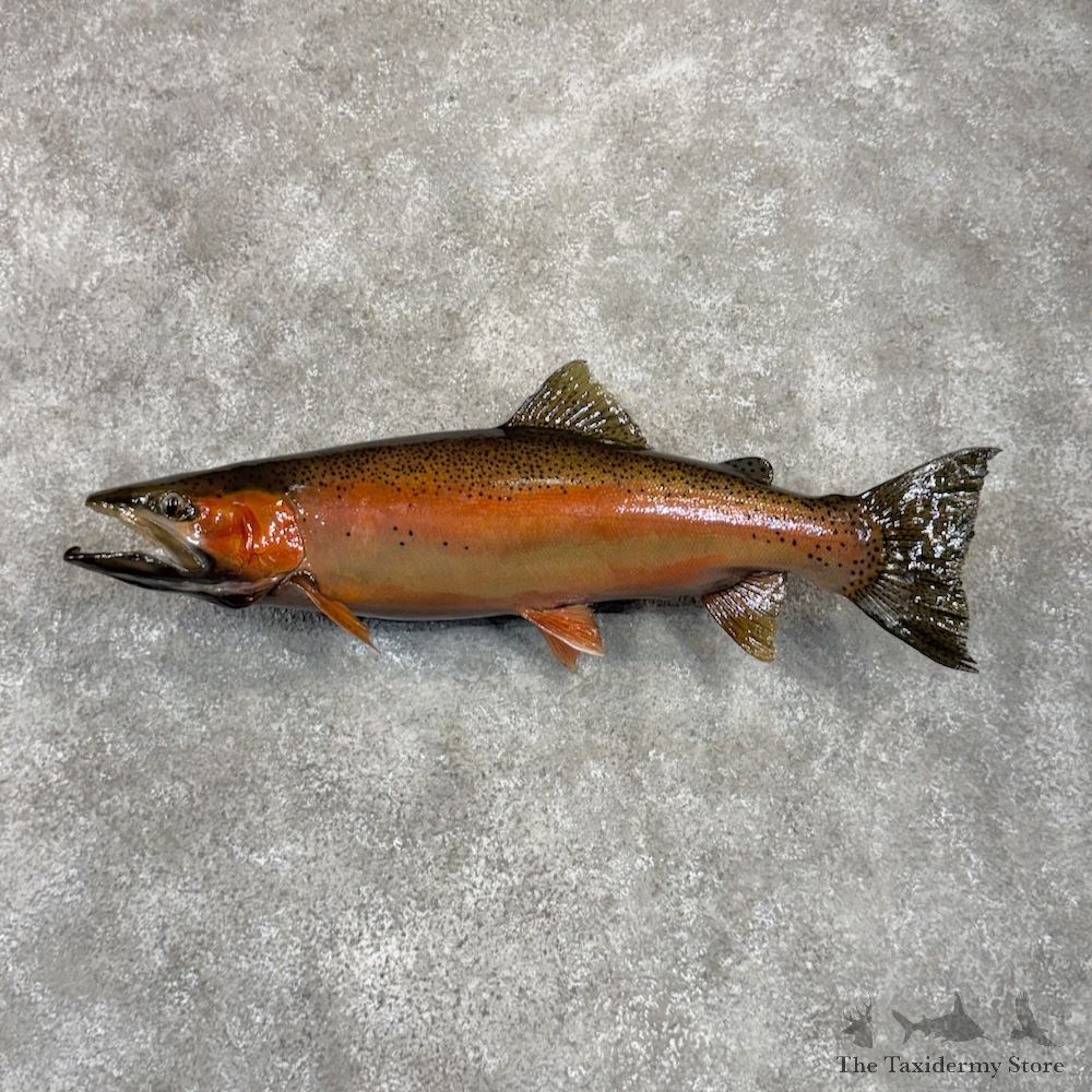 Rainbow Trout Fish Mount For Sale #29929 @ The Taxidermy Store