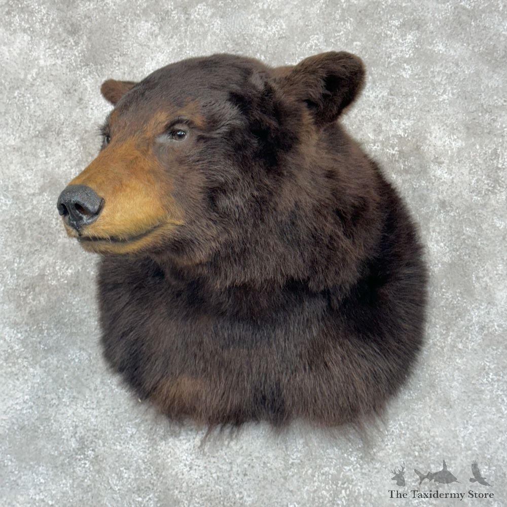 Black Bear Shoulder Mount For Sale #29437 @ The Taxidermy Store