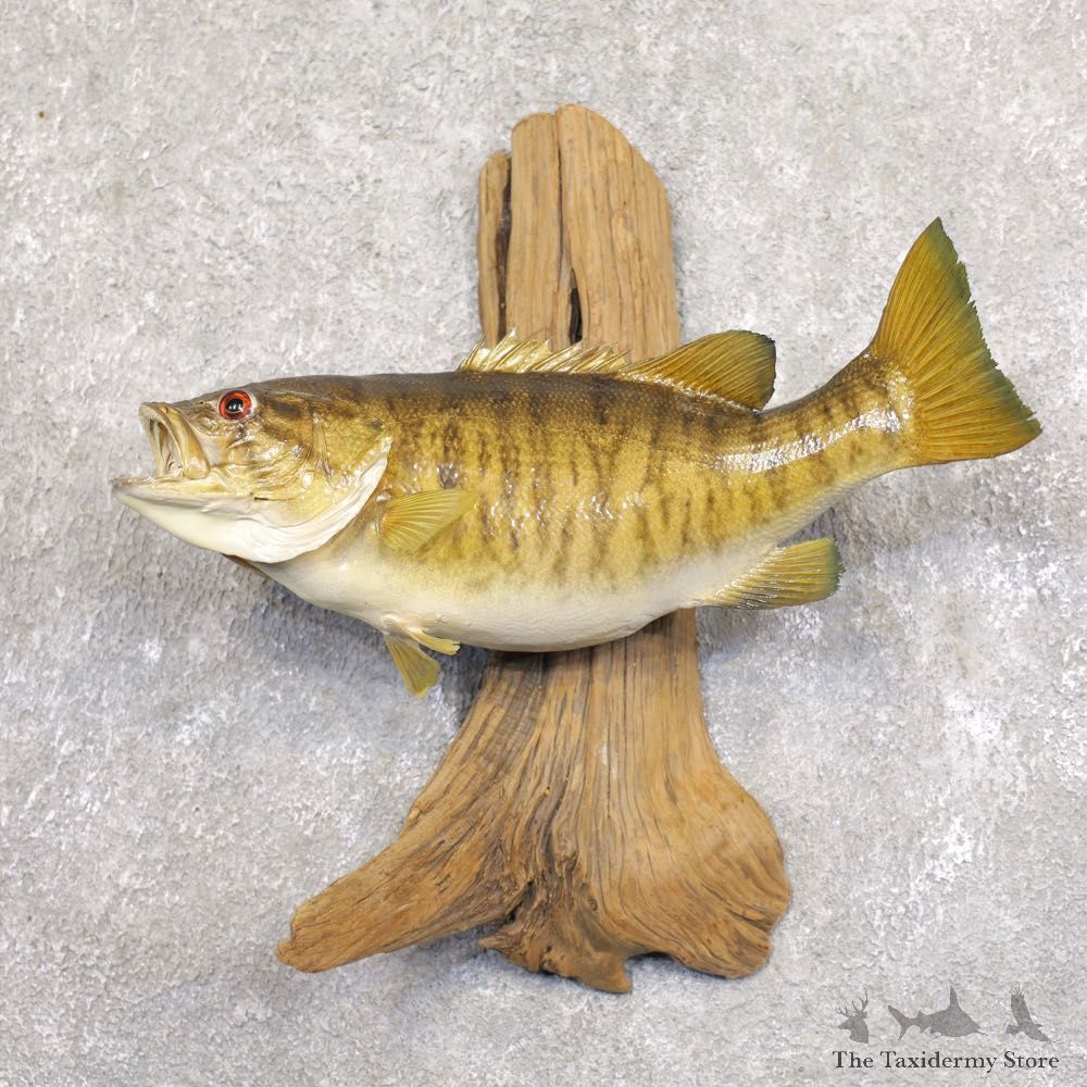 Smallmouth Bass Fish Mount For Sale #22215 @ The Taxidermy Store
