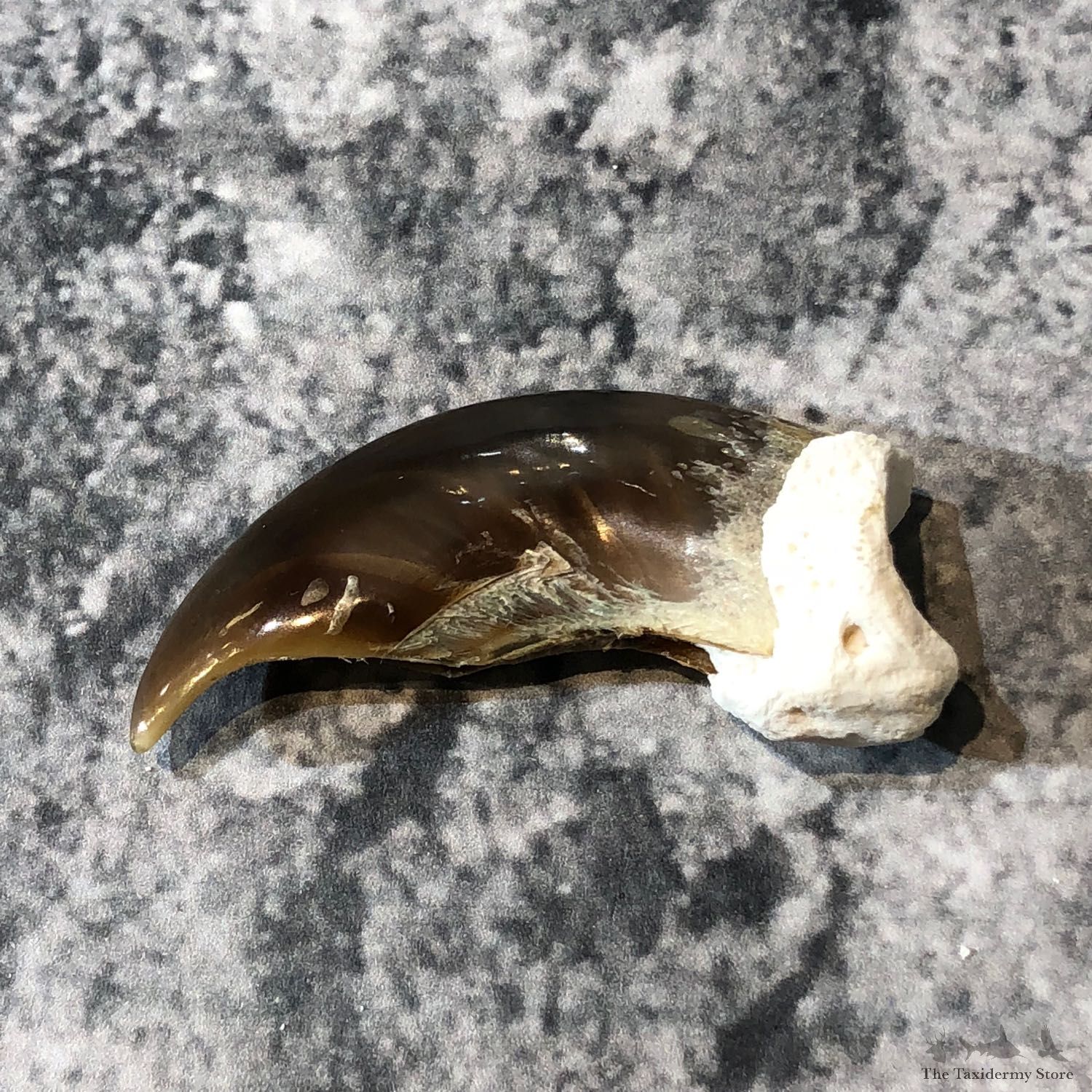 Polar Bear Claw Taxidermy For Sale #19594 - The Taxidermy Store