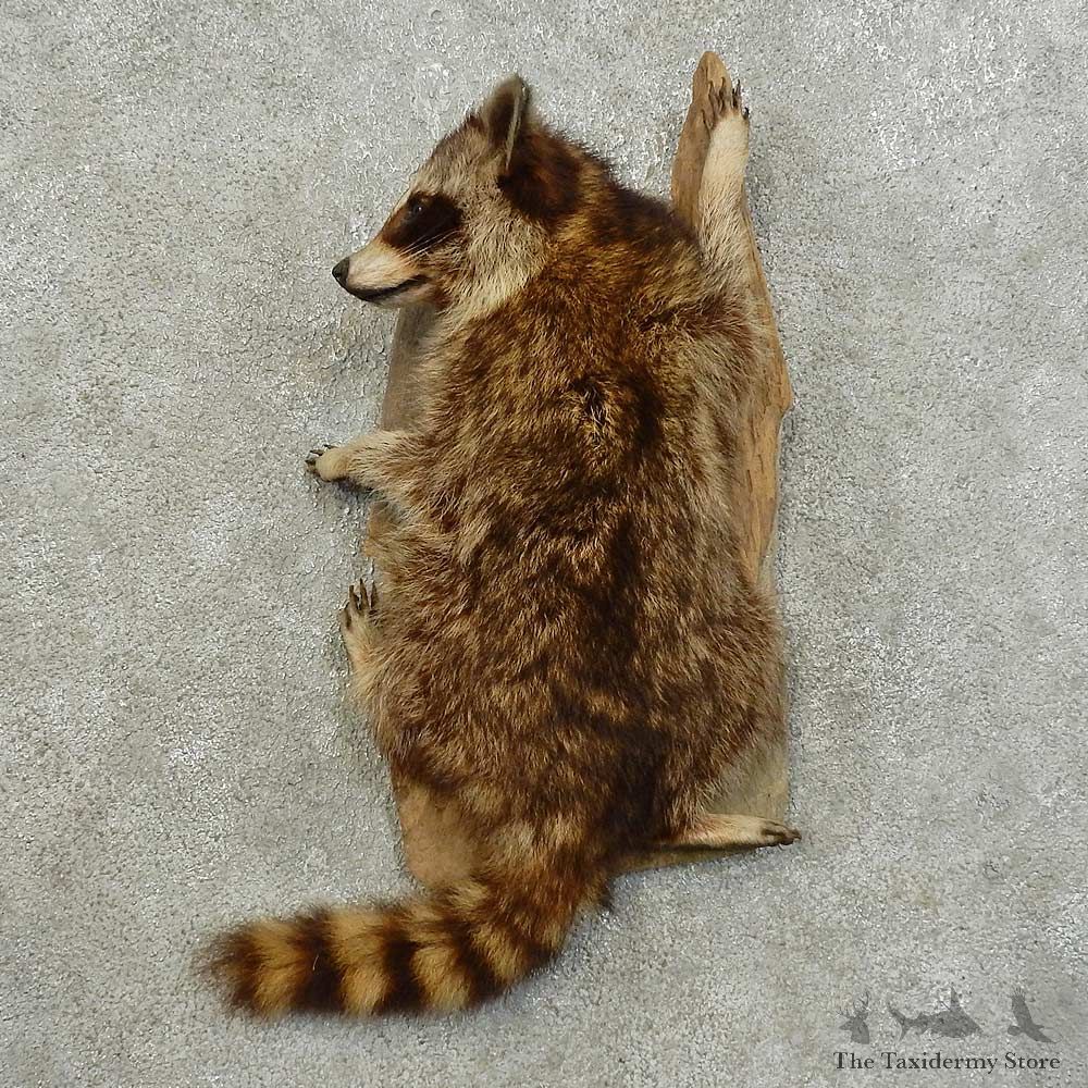 Climbing Raccoon Life-Size Mount For Sale #16017 @ The Taxidermy Store
