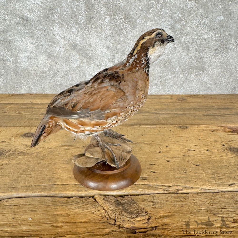 Bobwhite Quail Bird Mount For Sale #29662 @ The Taxidermy Store