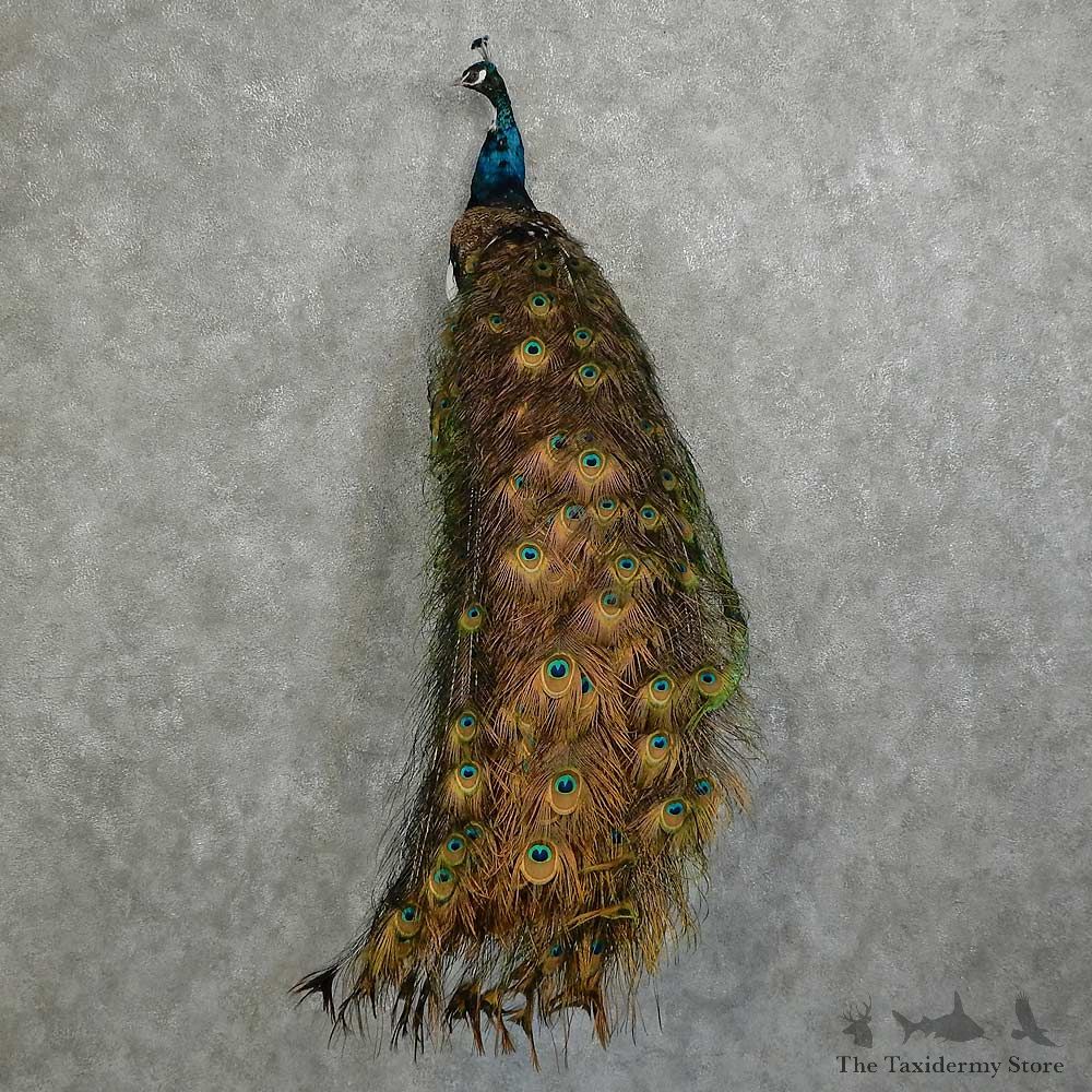 Indian Peacock Bird Mount For Sale #16060 @ The Taxidermy Store