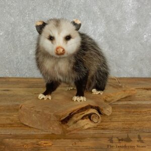 Opossum Life Size Taxidermy Mount For Sale #17606 @ The Taxidermy Store