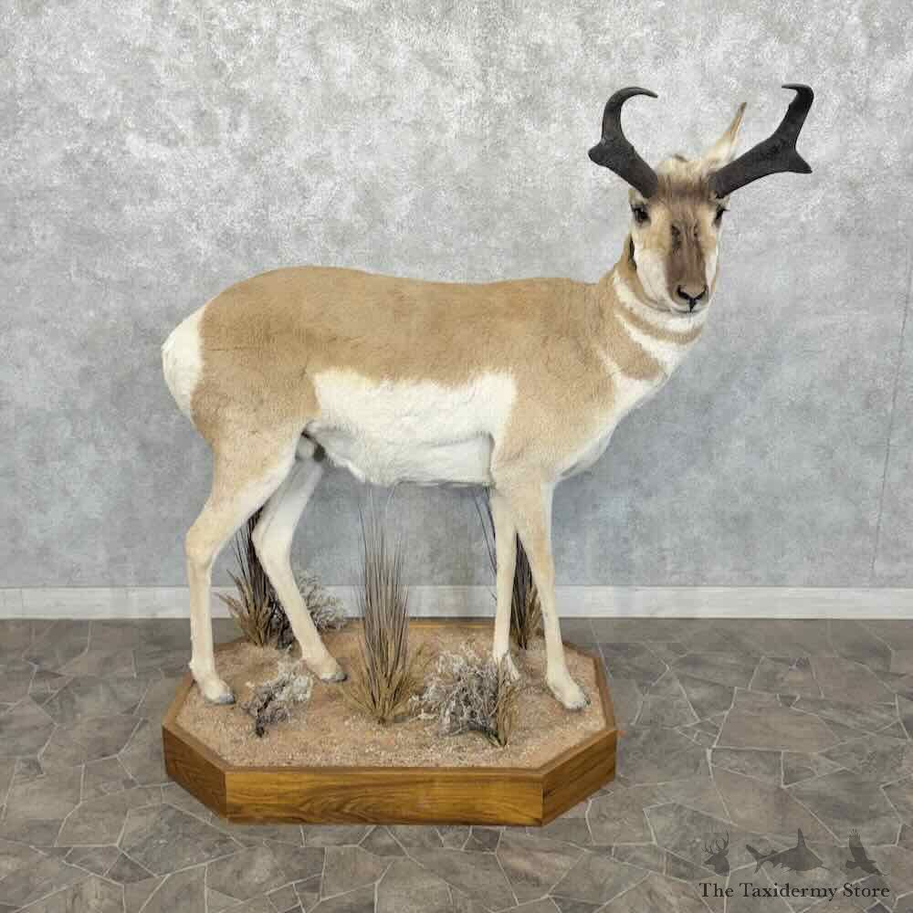 Pronghorn Antelope Life Size Mount For Sale #31843 @ The Taxidermy Store