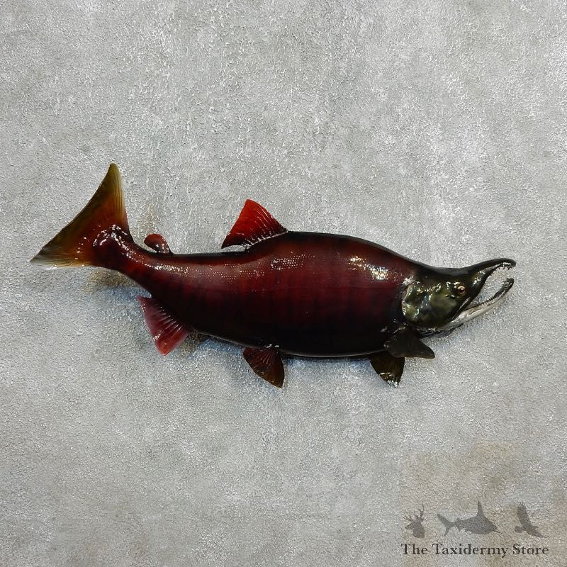 Chum Salmon Fish Mount For Sale #17789 @ The Taxidermy Store