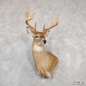 Whitetail Deer Shoulder Mount For Sale #20010 @ The Taxidermy Store