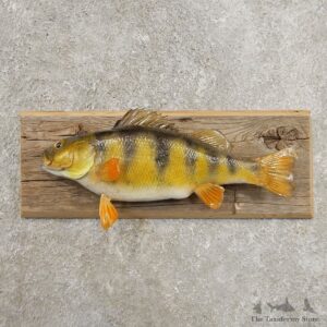 Yellow Perch Fish Mount For Sale #20972 @ The Taxidermy Store