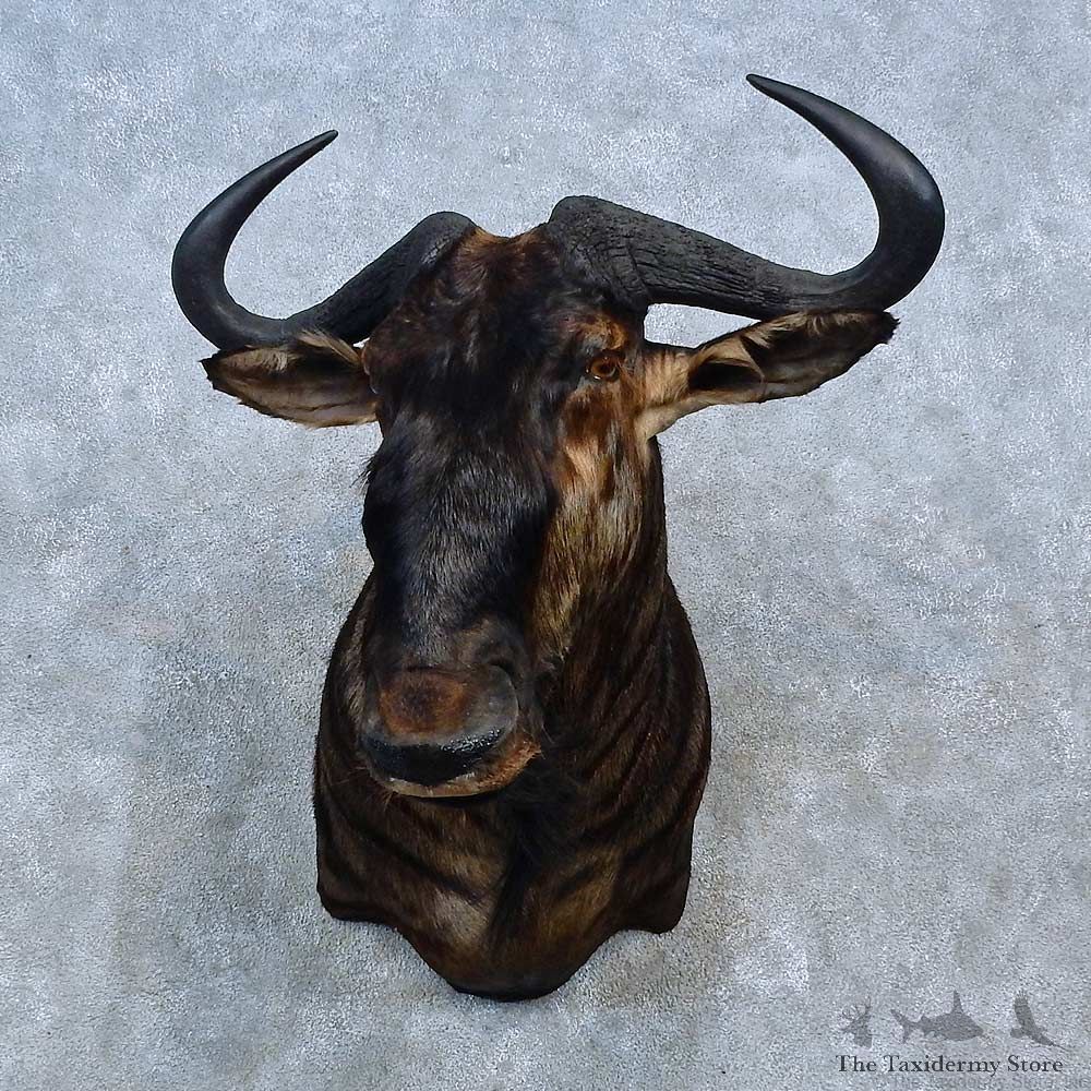 Blue Wildebeest Shoulder Mount For Sale #15295 @ The Taxidermy Store