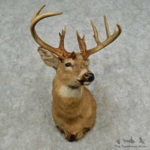Whitetail Deer Shoulder Mount For Sale #16707 @ The Taxidermy Store