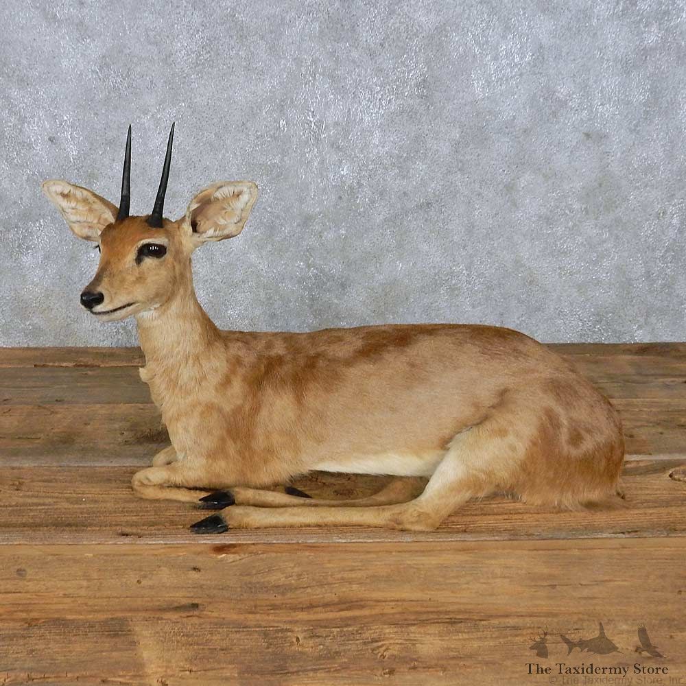 Steenbok Life-Size Mount For Sale #14957 @ The Taxidermy Store