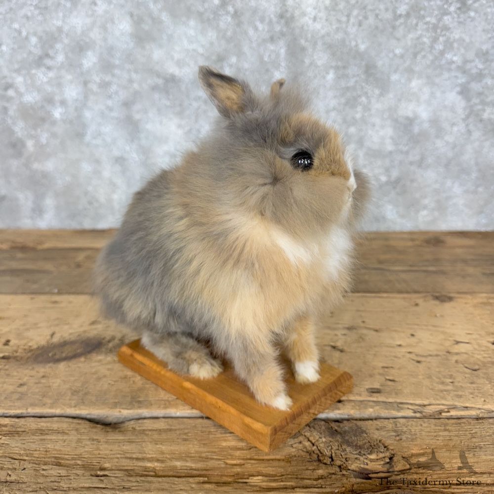 Teddy Dwarf Rabbit Life-size Mount For Sale #30196 @ The Taxidermy Store