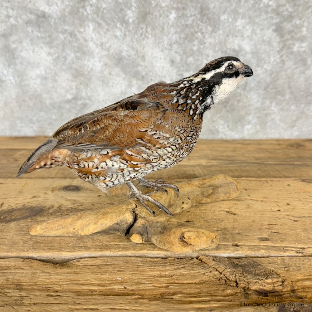 Bobwhite Quail Bird Mount For Sale #29661 @ The Taxidermy Store