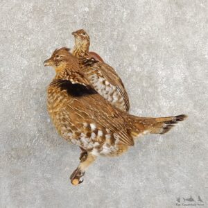 Ruffed Grouse Bird Mount For Sale #19727 @ The Taxidermy Store