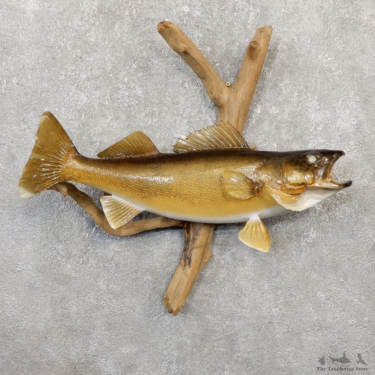 Walleye Taxidermy Fish Mount #20056 For Sale @ The Taxidermy Store
