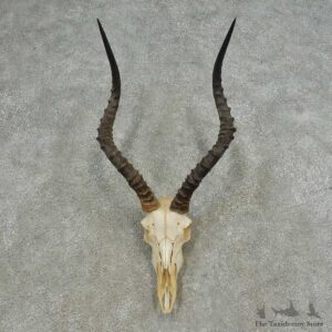 African Impala Skull European Mount For Sale #16631 @ The Taxidermy Store