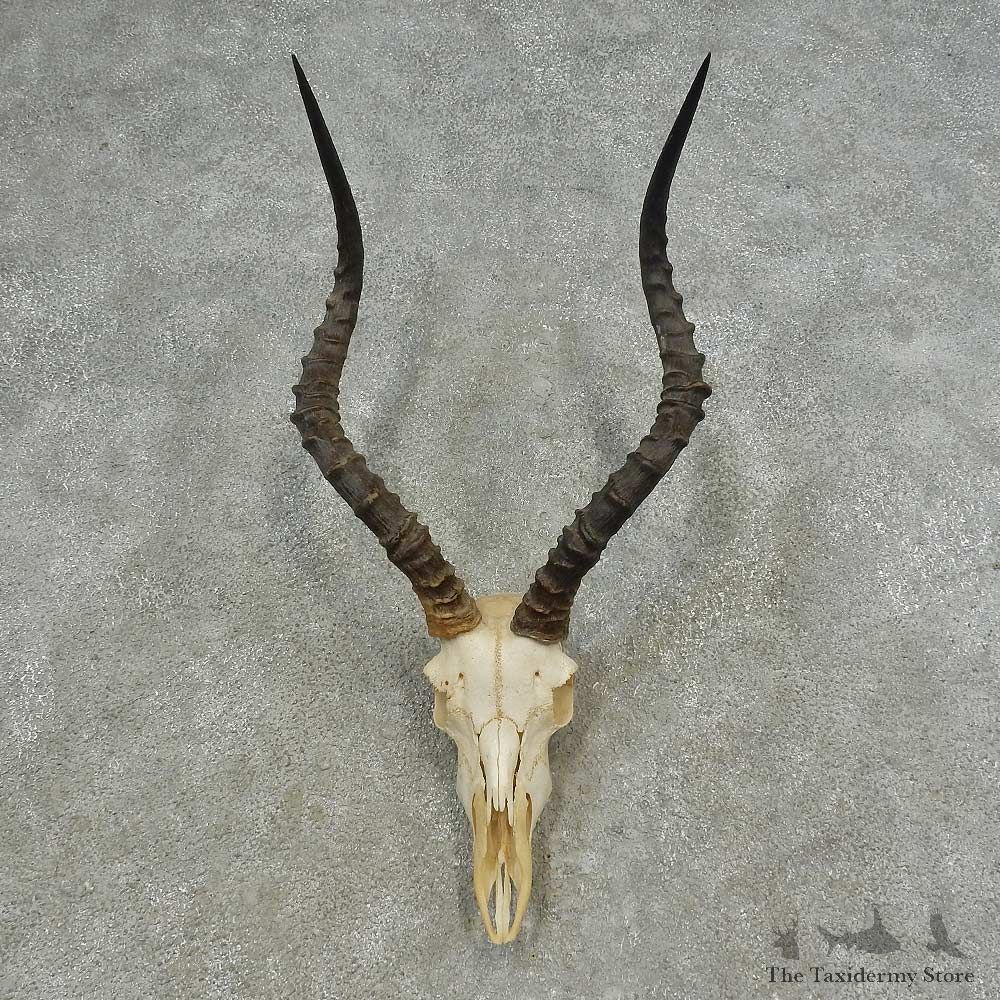 African Impala Skull European Mount For Sale #16631 @ The Taxidermy Store
