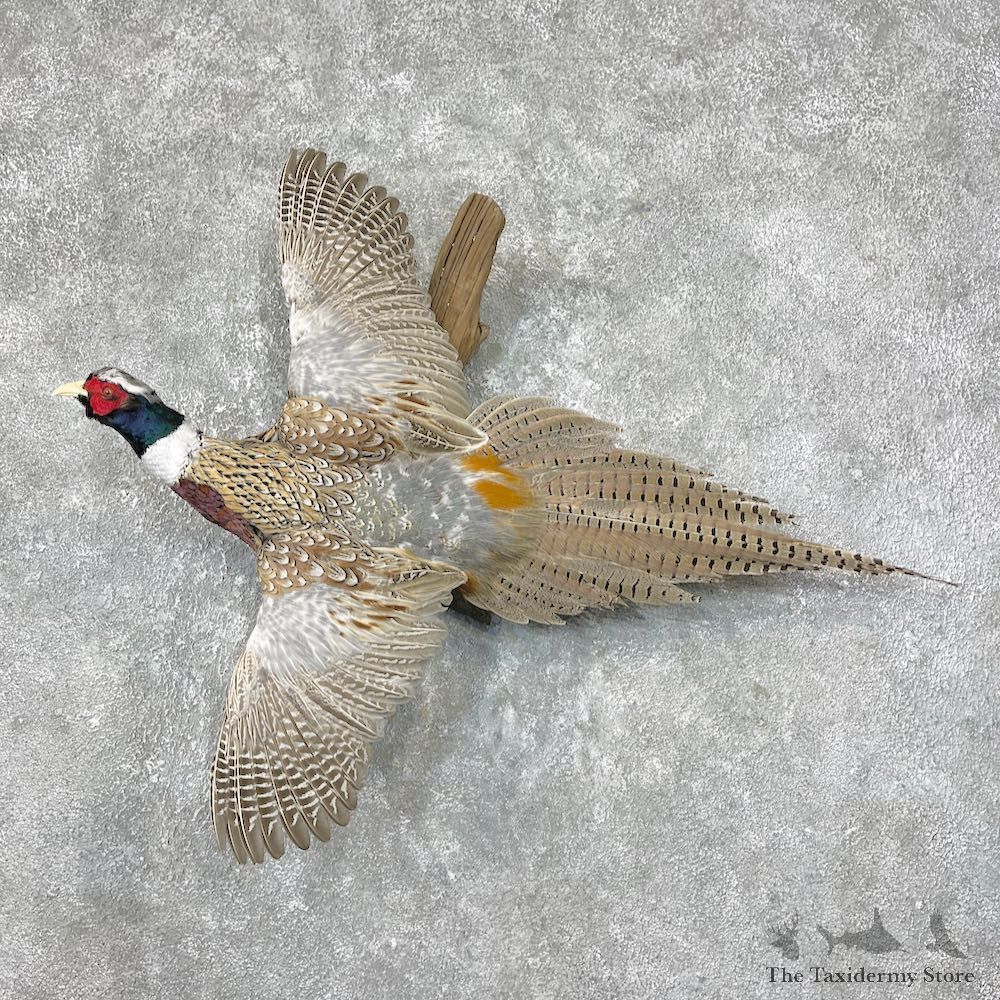 Ringneck Pheasant Bird Mount For Sale #25382 @ The Taxidermy Store