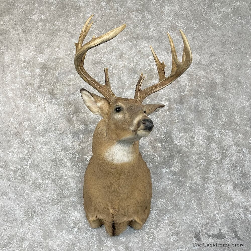 Whitetail Deer Shoulder Mount For Sale #28080 @ The Taxidermy Store