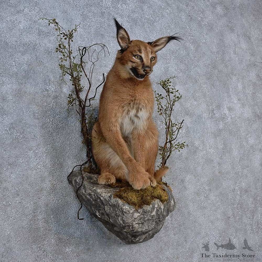 African Caracal Life-Size Mount For Sale #15664 @ The Taxidermy Store