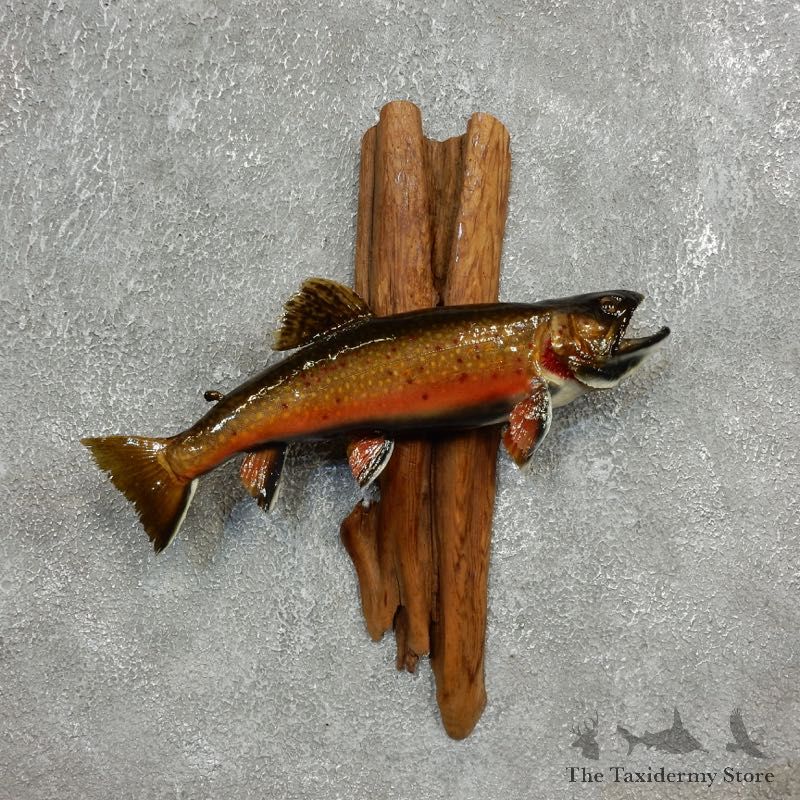 Brook Trout Fish Mount For Sale #17780 @ The Taxidermy Store