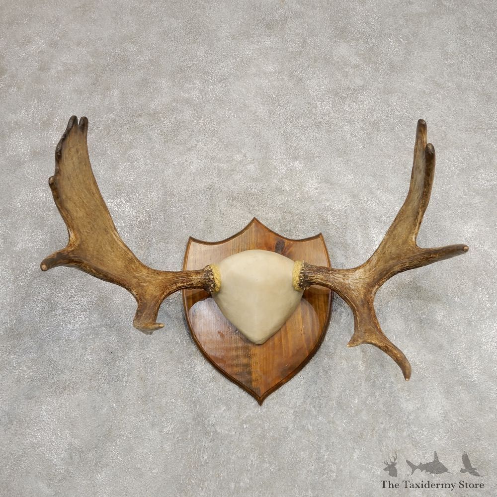 Eastern Canada Moose Antler Plaque For Sale #21288 @ The Taxidermy Store
