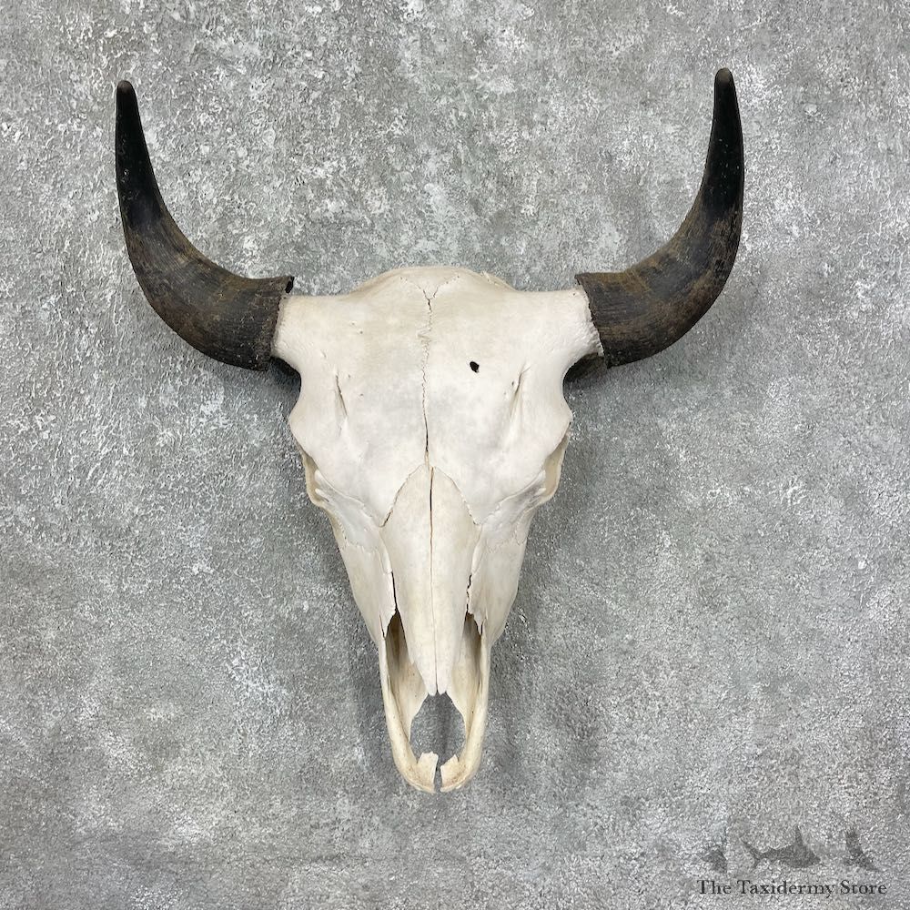 Buffalo Bison Skull Mount For Sale #17694 @ The Taxidermy Store