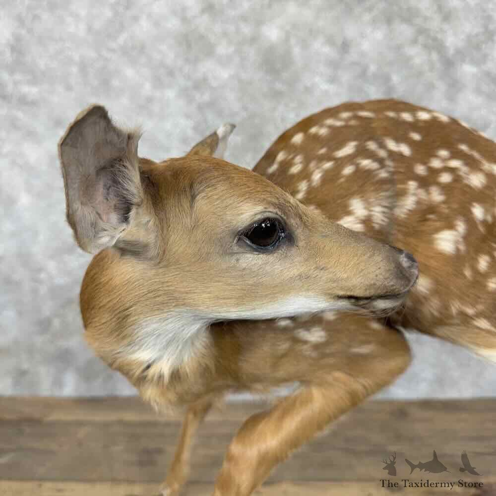 Whitetail Deer Fawn Life-Size Mount For Sale #30560 @ The Taxidermy Store