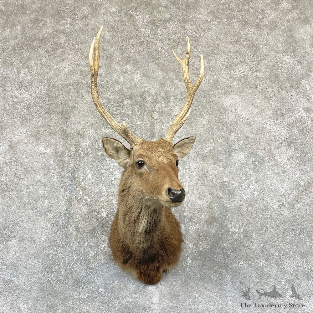 Sika Deer Shoulder Mount For Sale #26328 @ The Taxidermy Store