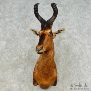 Red Hartebeest Shoulder Mount For Sale #16189 @ The Taxidermy Store