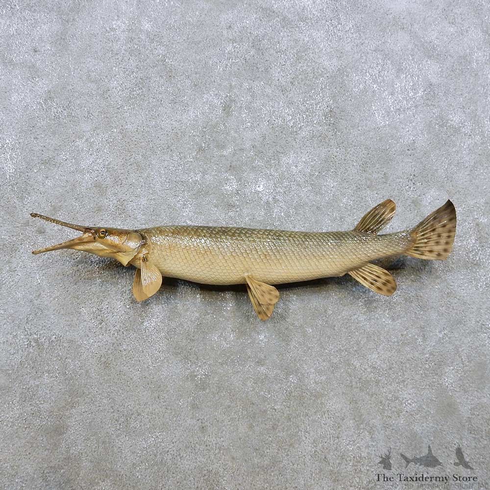 Garfish Fish Mount For Sale #14306 @ The Taxidermy Store